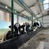 готовый бизнес животноводческий комплекс – сыроварня в городском округе Арзамас Нижегородской области