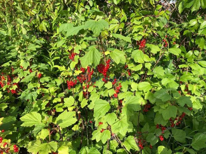 дача на Станция Горький-Сортировочный ДОЗ-1 тер. СНТ