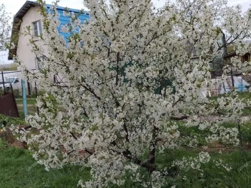 дача на Молодёжном проспекте