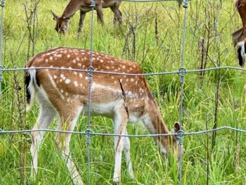 дом на - деревня Пионерское (Останкинский сельсовет