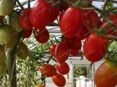 dacha-prosp-molodezhnyy фото