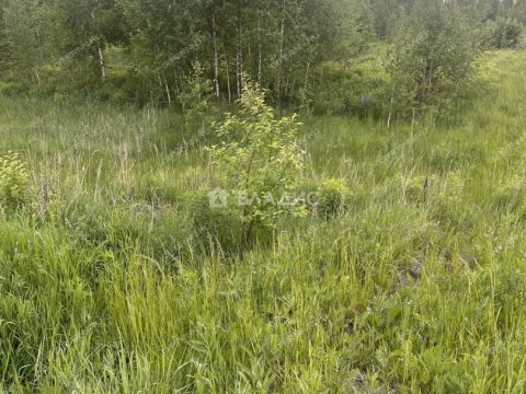 sherstnevo-gorodskoy-okrug-bor фото