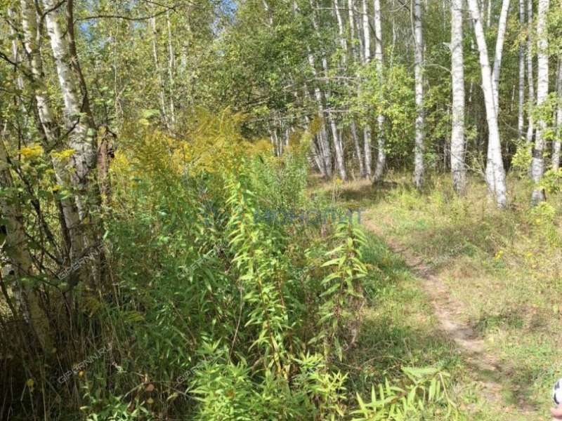 земельный участок 40,06 сотки Русь тер СнТ Русь