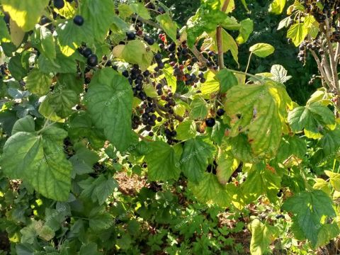 dom-pervomayskiy-balahninskiy-municipalnyy-okrug фото