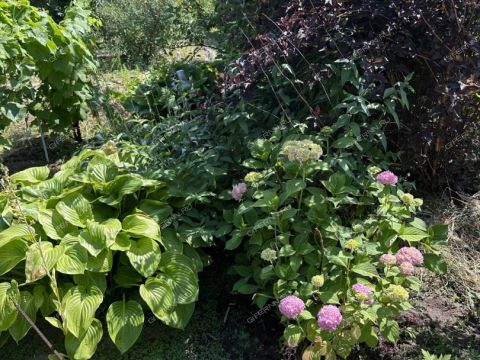 dacha-gorod-kstovo-kstovskiy-rayon фото