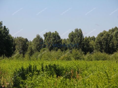 derevnya-kruglovo-gorodskoy-okrug-bor фото